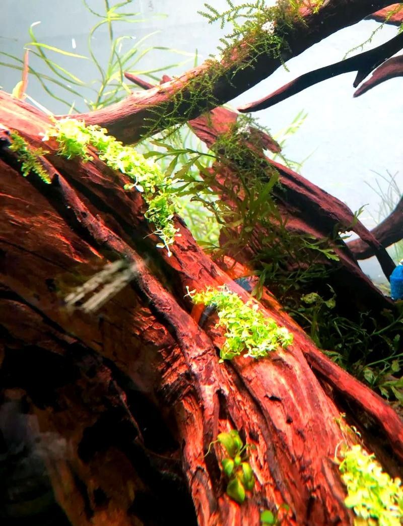 龍魚之家魚缸造景圖片大全 龍魚之家魚缸造景圖片大全 龍魚百科 第38張