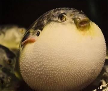 酷似河豚的四種魚 酷似河豚的四種魚 龍魚百科 第3張