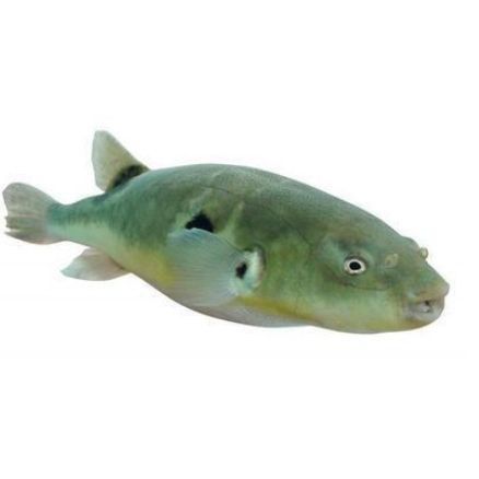 酷似河豚的四種魚 酷似河豚的四種魚 龍魚百科 第6張