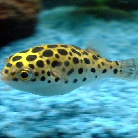 酷似河豚的四種魚 酷似河豚的四種魚 龍魚百科 第10張