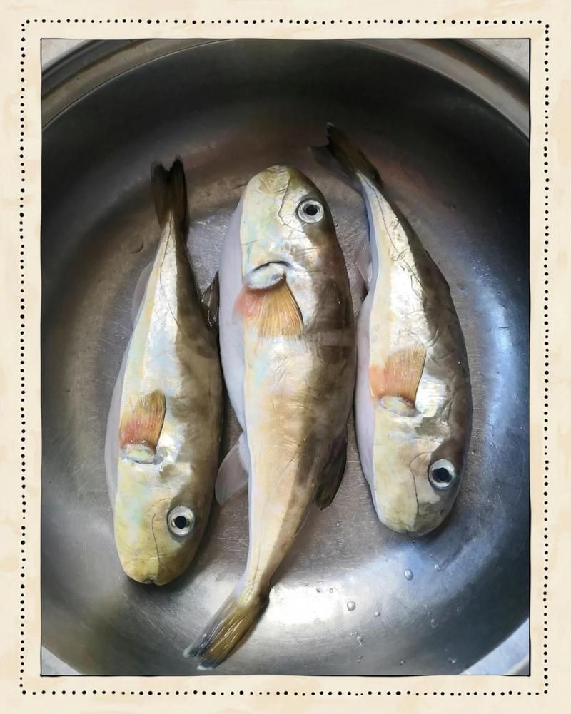 酷似河豚的四種魚 酷似河豚的四種魚 龍魚百科 第5張