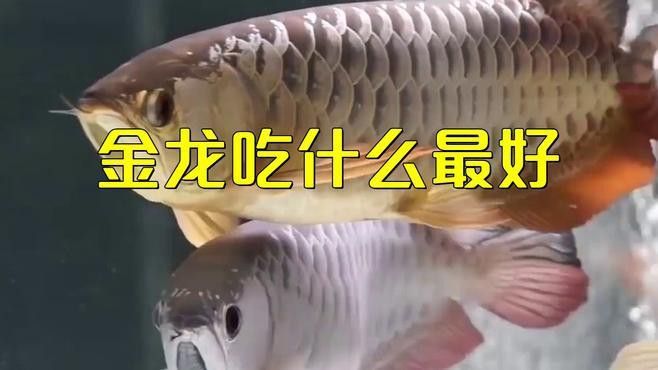 藍底古典過背金龍魚為什么褪色了
