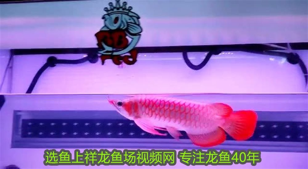 龍魚缸養水有必要加黑水嗎為什么：龍魚缸養水有必要加黑水嗎？
