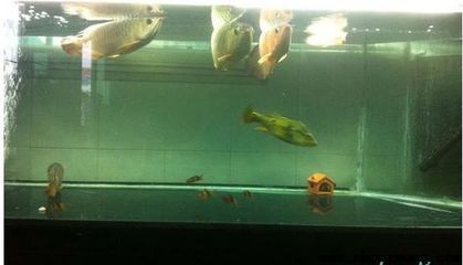 龍魚長時間趴缸怎么辦：龍魚趴缸與水質關系