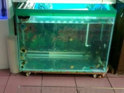 龍魚燈led和燈管哪個好一點：龍魚燈LED和燈管哪個好一點？全面對比分析 龍魚燈led和燈管哪個好一點：龍魚燈LED和燈管哪個好一點？全面對比分析 龍魚百科 第2張