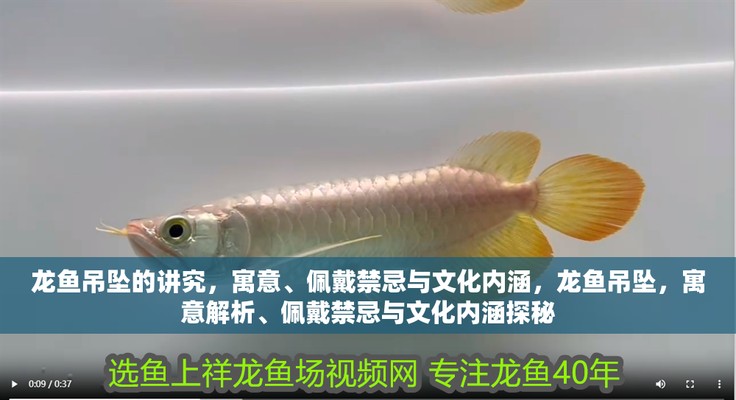 過背金龍魚養多久才上色呢（過背金龍魚的上色時間）