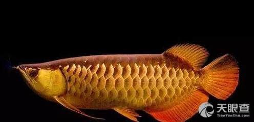 哪里有龍魚賣：全國各地龍魚銷售地點 哪里有龍魚賣：全國各地龍魚銷售地點 龍魚百科 第3張