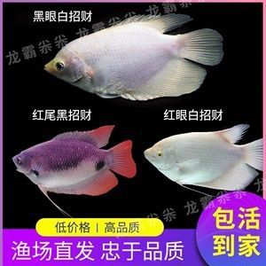 龍魚眼上有白色的點點是什么：龍魚眼上有白點是什么原因引起的，龍魚眼上的白點可能是什么