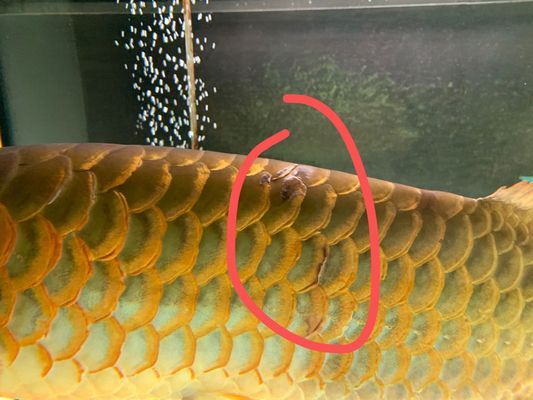 龍魚在缸底不動怎么辦龍魚在缸底不動怎么辦：龍魚在缸底不動可能有多種原因