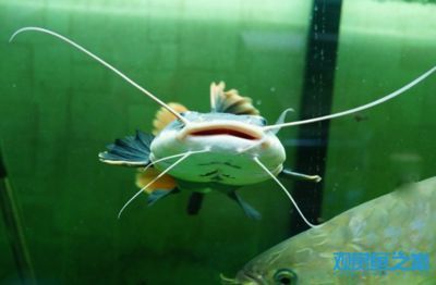龍魚能和招財貓一起養(yǎng)嗎：龍魚和招財貓魚可以一起養(yǎng)嗎，需要注意一些關鍵因素