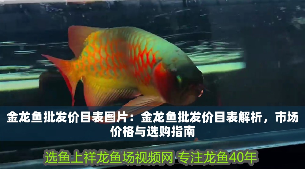 金龍魚批發價目表圖片：金龍魚批發價目表解析，市場價格與選購指南