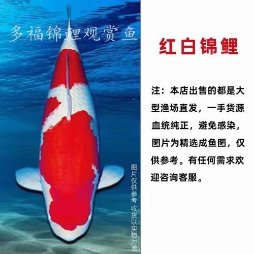 金龍魚高端系列有哪些特殊品相