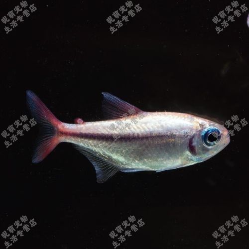 金龍魚高端系列有哪些特殊品相