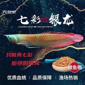 紅龍魚(yú)和銀龍魚(yú)哪個(gè)貴些（紅龍魚(yú)和銀龍魚(yú)哪個(gè)更貴）