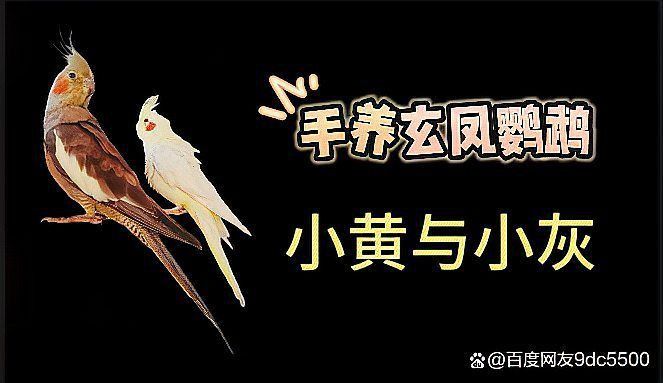 兩只鸚鵡不合表現 兩只鸚鵡不合表現 龍魚百科 第2張