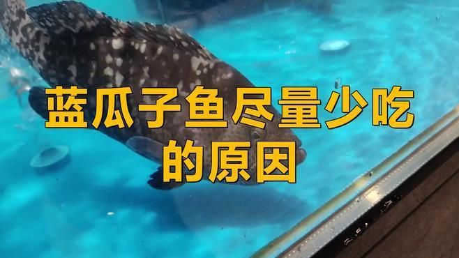 藍(lán)瓜子魚盡量少吃的原因