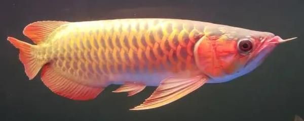 龍魚魚鱗掉了多久能恢復好：龍魚掉了多久能恢復原狀