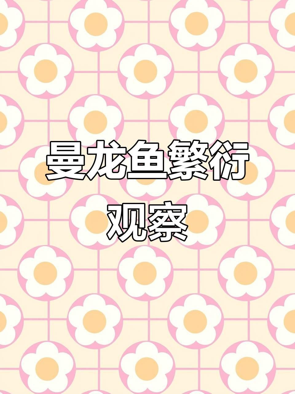 曼龍魚繁殖時需要開燈嗎？ 曼龍魚繁殖時需要開燈嗎？ 龍魚百科 第1張