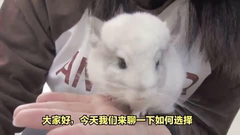 如何預防龍魚再次出現豎立現象？
