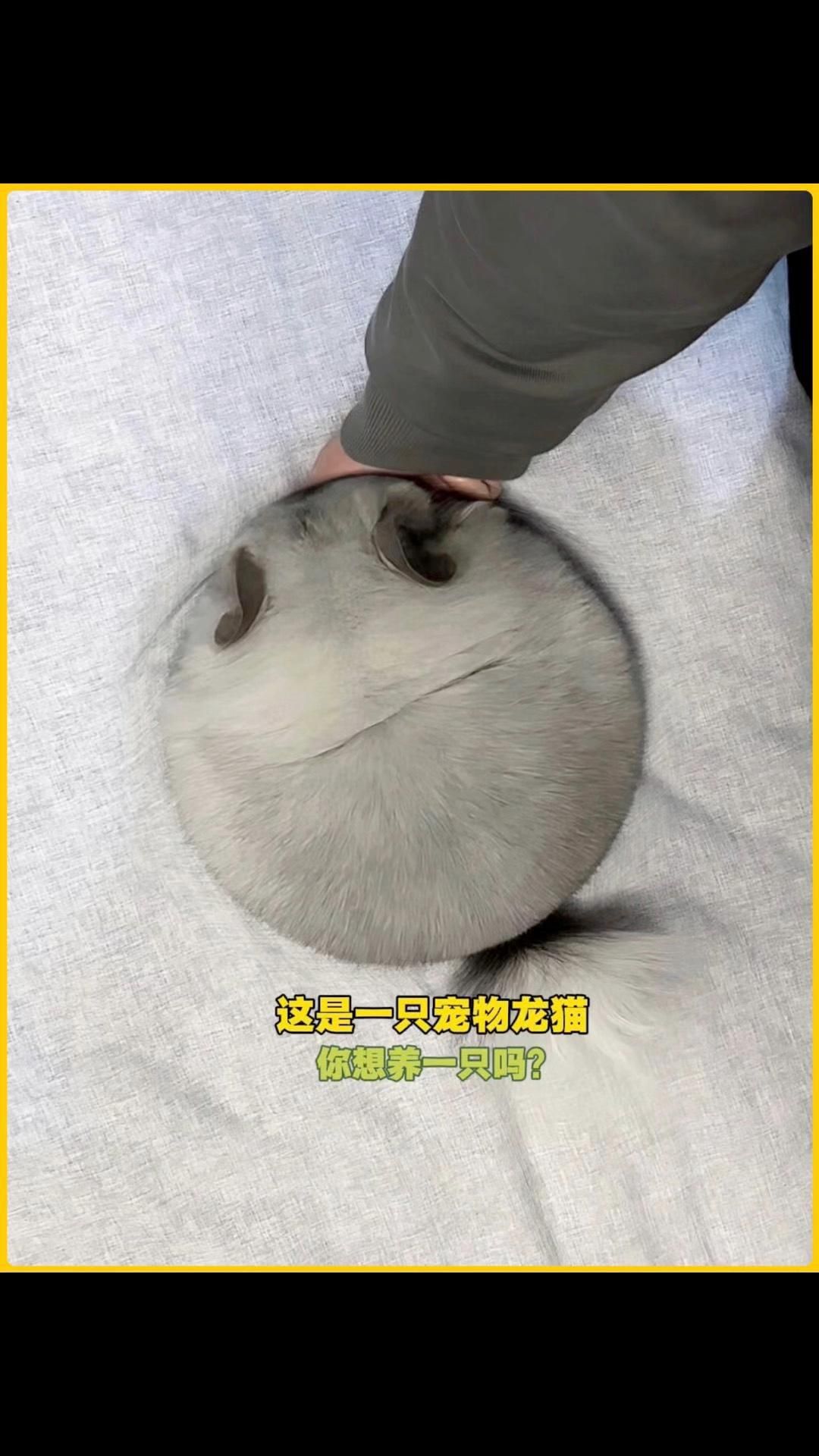 如何預防龍魚再次出現豎立現象？