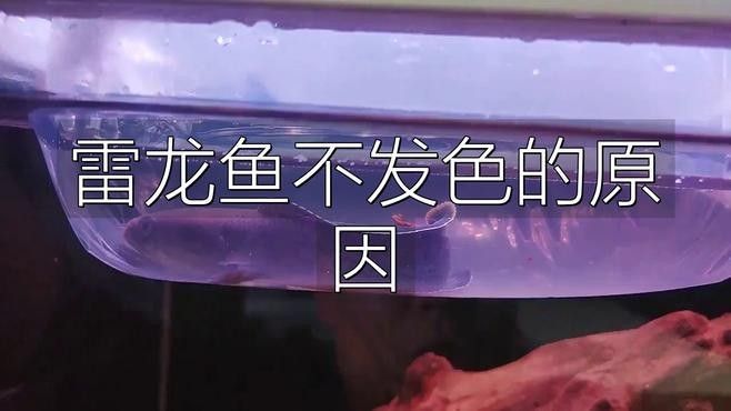 雷龍魚不發色