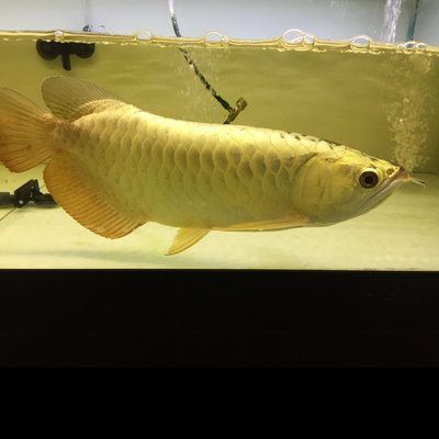 黃化金龍魚苗的喂養(yǎng)方法：黃化金龍魚苗喂養(yǎng)方法 黃化金龍魚苗的喂養(yǎng)方法：黃化金龍魚苗喂養(yǎng)方法 龍魚百科 第2張