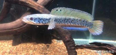 什么雷龍魚適合混養，混養雷龍魚的注意事項