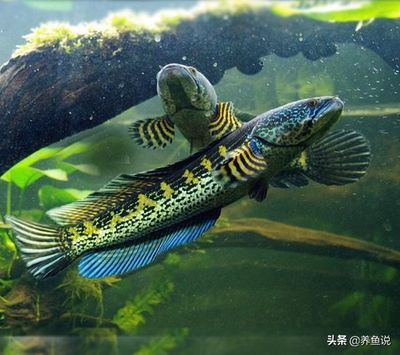 什么雷龍魚適合混養，混養雷龍魚的注意事項