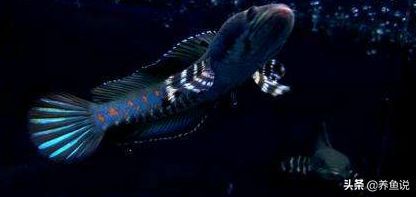 什么雷龍魚適合混養，混養雷龍魚的注意事項