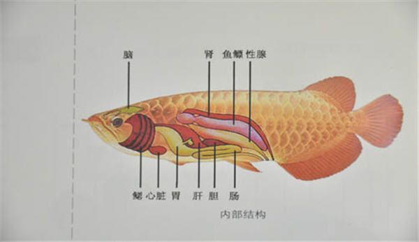龍魚的消化系統(tǒng)適應(yīng)了捕食和消化肉類食物的特點(diǎn)是關(guān)于龍魚的特點(diǎn)：關(guān)于龍魚消化食物的一些詳細(xì)信息