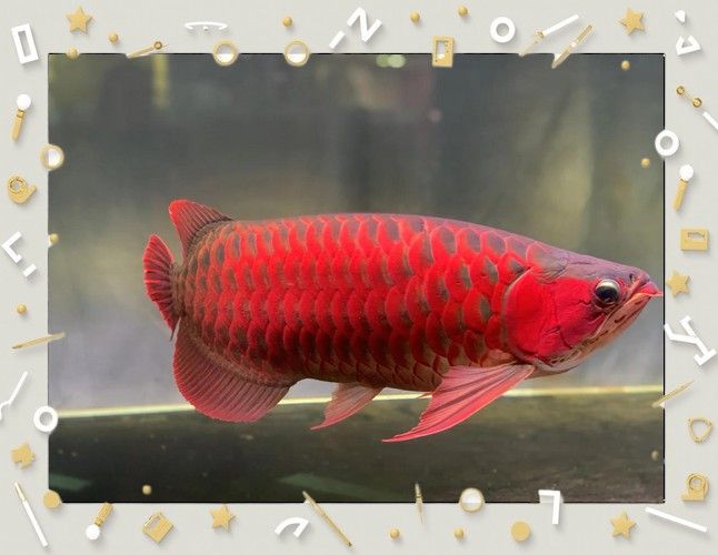紅龍魚的圖片 紅龍魚的圖片 龍魚百科 第8張