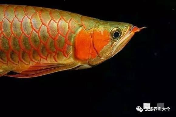 火龍魚的卵長什么樣
