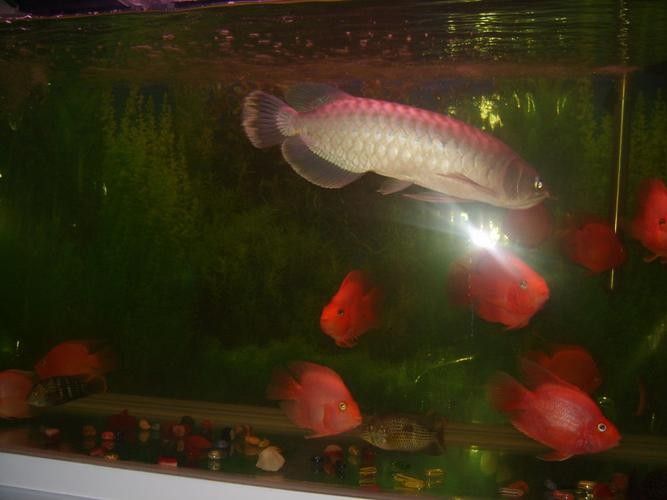 龍魚青龍圖片大全大圖