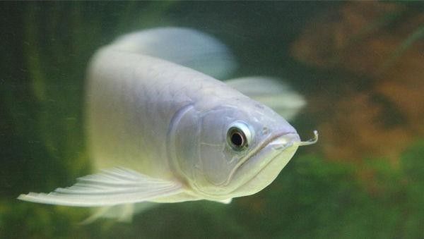 龍魚青龍圖片大全大圖