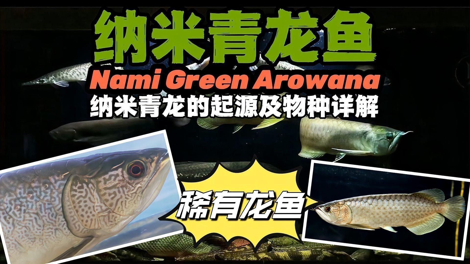 龍魚青龍圖片大全大圖