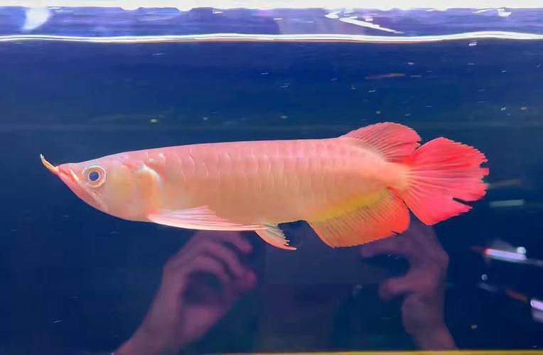 龍魚麻藥怎么用藥視頻教程：龍魚麻藥使用指南，安全用藥與操作視頻解析