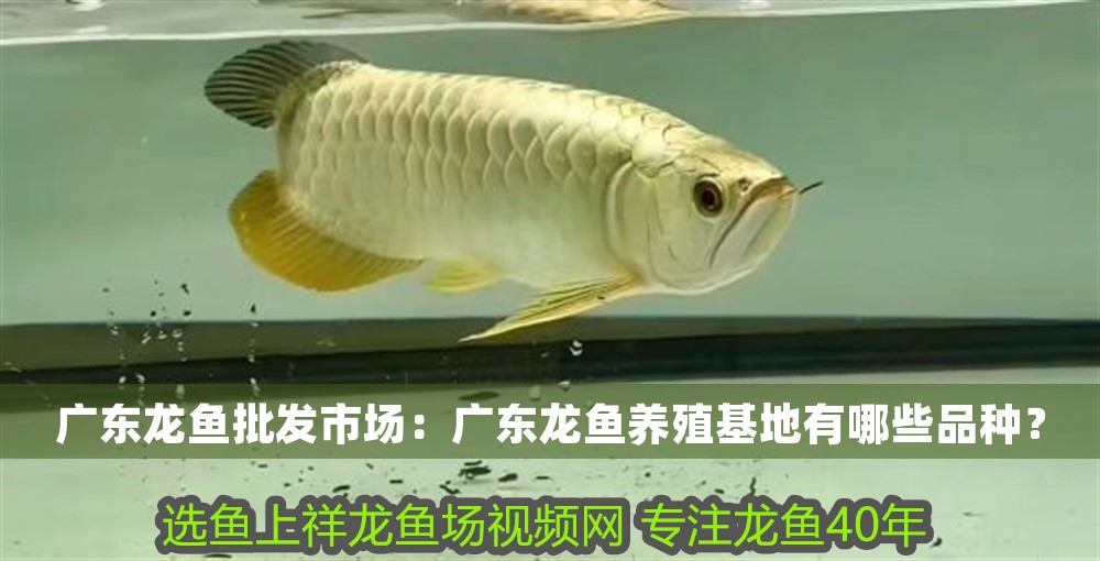 廣東龍魚批發市場：廣東龍魚養殖基地有哪些品種？