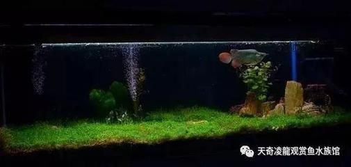 龍魚便便細長正常嗎：龍魚的糞便形狀和顏色可以反映出其健康狀況，應及時尋求專業意見