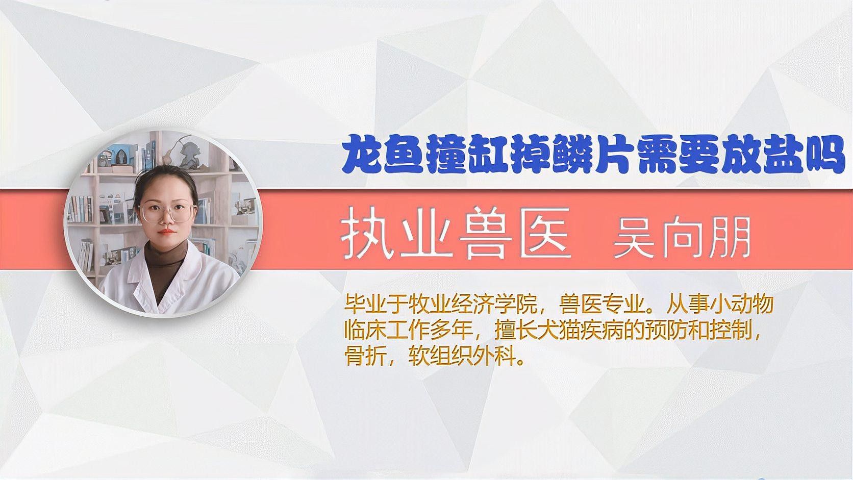 龍魚撞缸后如何護理傷口