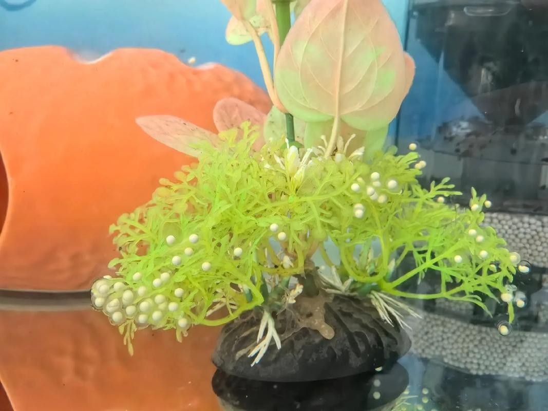 六角龍魚(yú)的卵是什么樣子的圖片