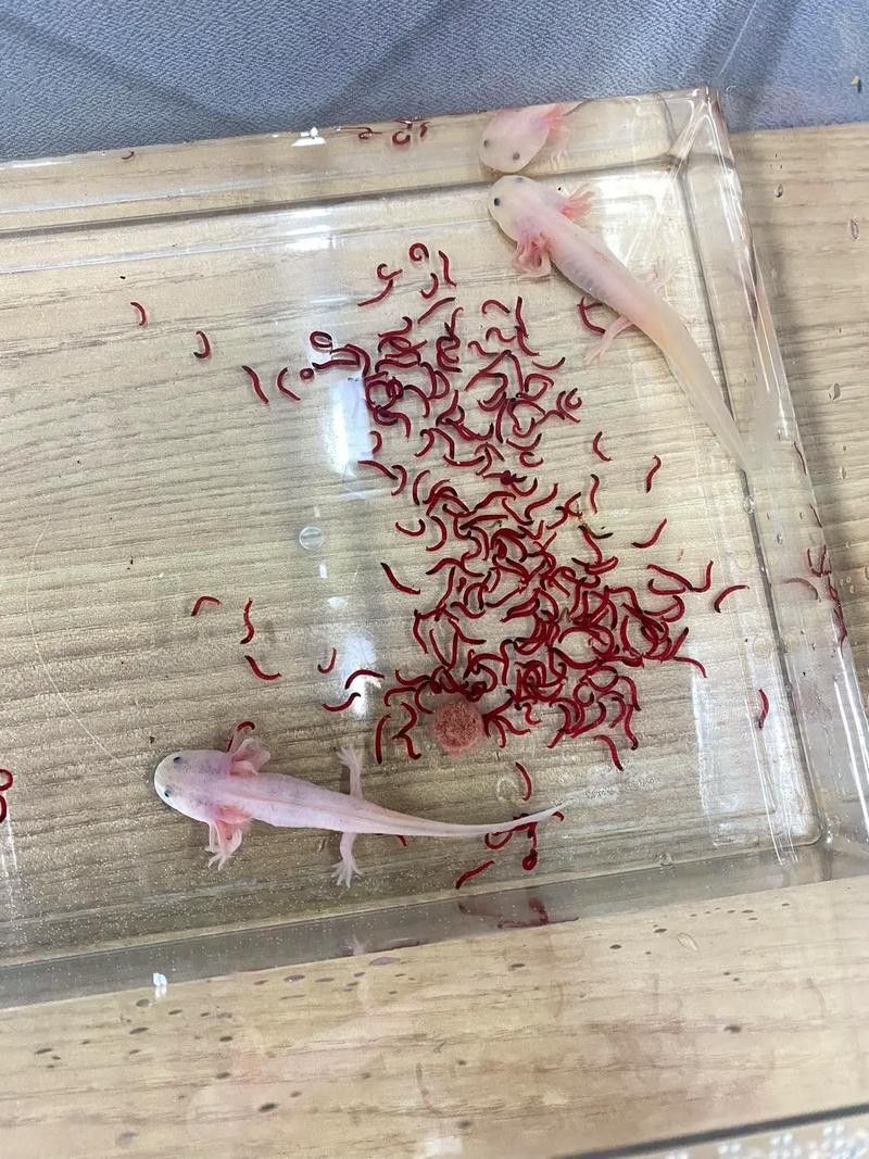 六角龍魚(yú)的卵是什么樣子的圖片