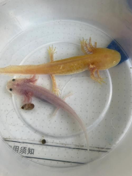 六角龍魚(yú)的卵是什么樣子的圖片