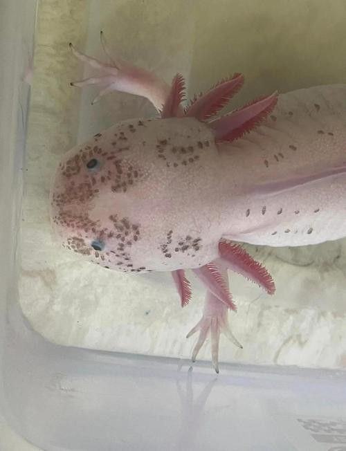 六角龍魚(yú)的卵是什么樣子的圖片