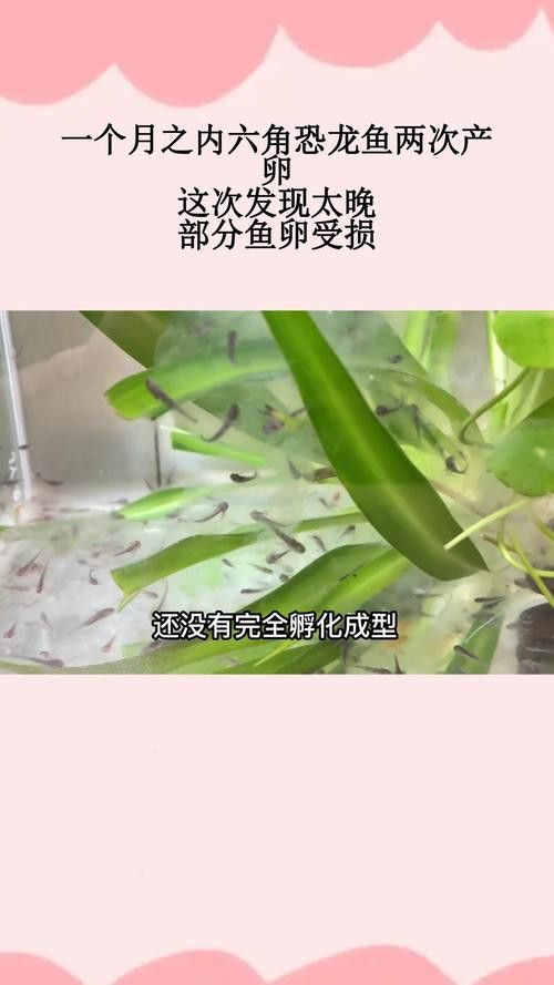 六角龍魚(yú)的卵是什么樣子的圖片