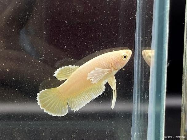 六角龍魚(yú)的卵是什么樣子的圖片