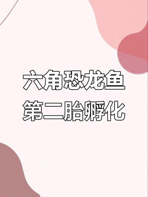 六角龍魚(yú)的卵是什么樣子的圖片