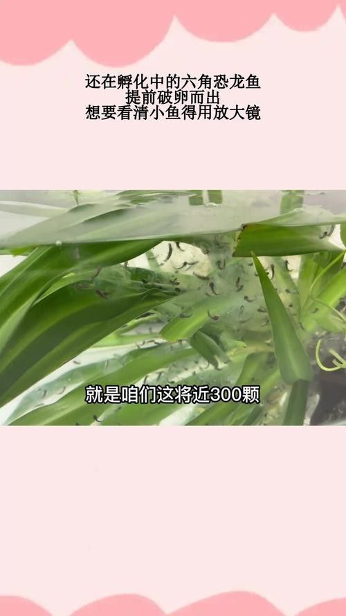 六角龍魚(yú)的卵是什么樣子的圖片
