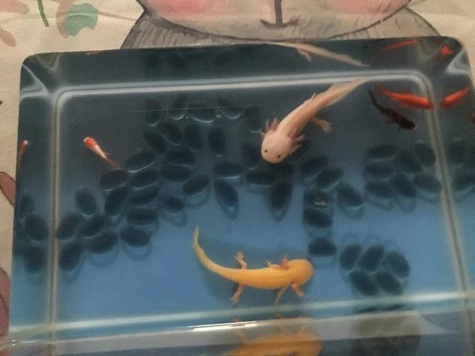 六角龍魚(yú)的卵是什么樣子的圖片