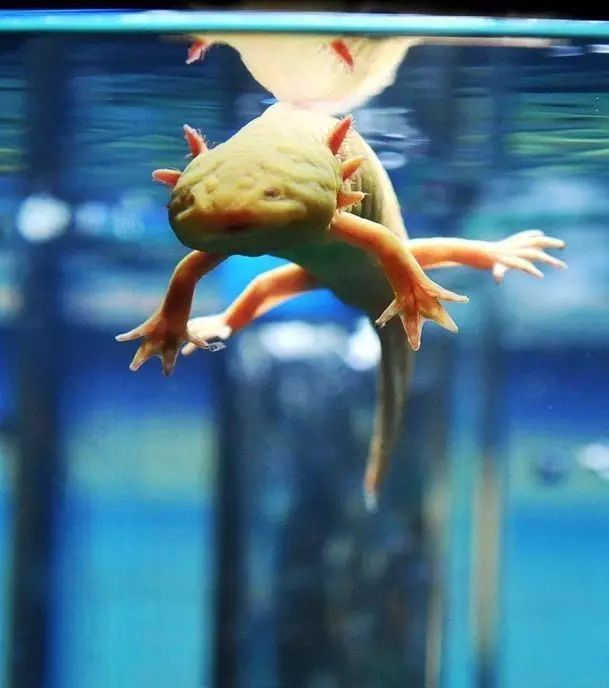 六角龍魚(yú)的卵是什么樣子的圖片
