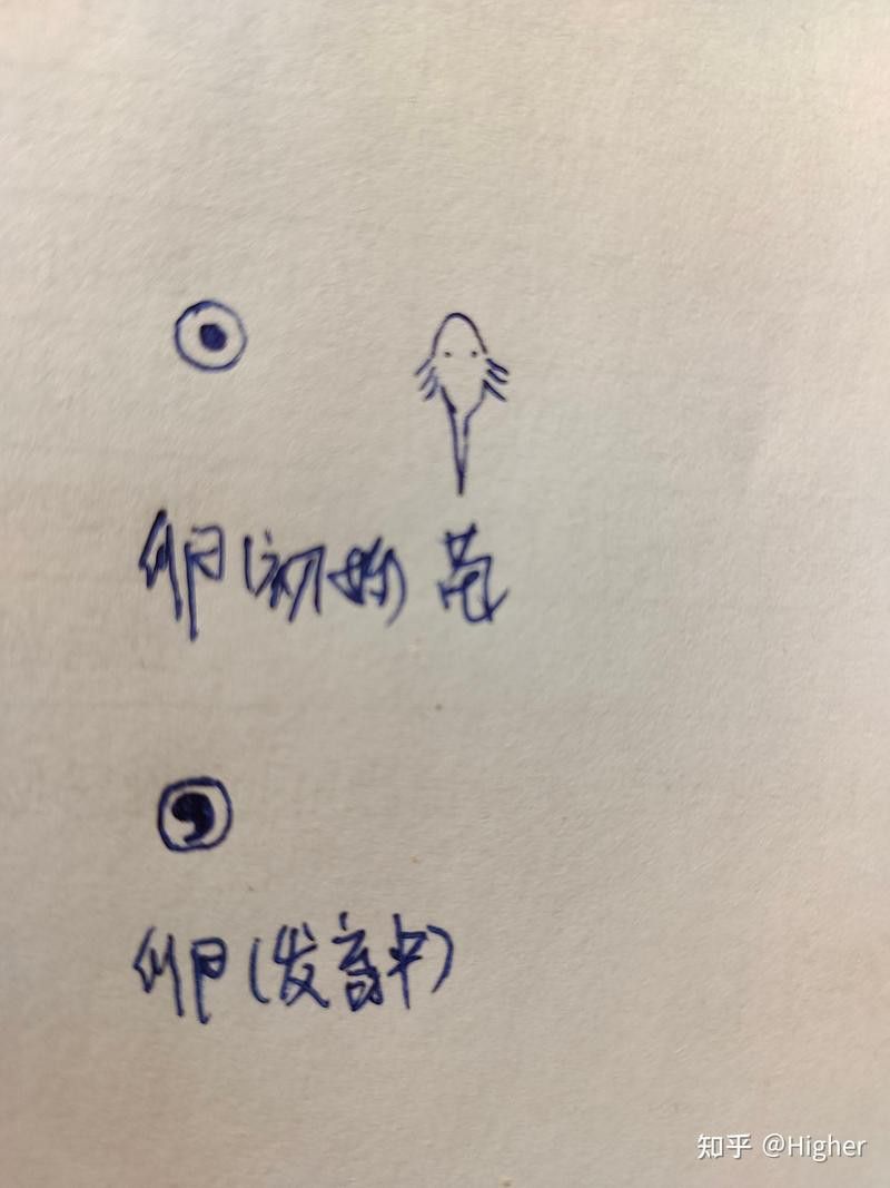 六角龍魚(yú)的卵是什么樣子的圖片